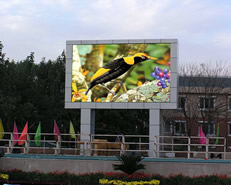 Rear Projection Screen